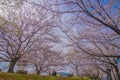 Sakura in Osawa, Mitaka City