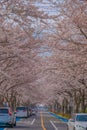 Sakura in Osawa, Mitaka City