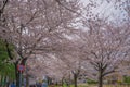 Sakura in Osawa, Mitaka City