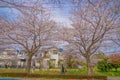 Sakura in Osawa, Mitaka City