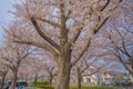 Sakura in Osawa, Mitaka City