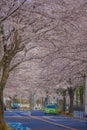 Sakura in Osawa, Mitaka City