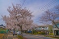 Sakura in Osawa, Mitaka City