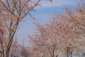 Sakura in Osawa, Mitaka City