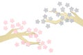 Sakura paper cut on white background Royalty Free Stock Photo