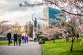 Sakura park and croud of people, Vilnius