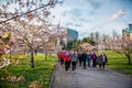 Sakura park and crowd of people, Vilnius