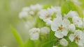 Sakura or pear blossom flower full bloom. White flowers in the spring garden. Close up. Royalty Free Stock Photo