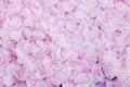 Sakura petal wall background, Texture pink cherry blossom background Royalty Free Stock Photo