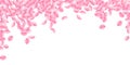Sakura petals falling down. Romantic pink bright big flowers. Thick flying cherry petals. Wide falli