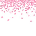 Sakura petals falling down. Romantic pink bright medium flowers. Thick flying cherry petals. Scatter