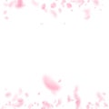 Sakura petals falling down. Romantic pink flowers borders. Flying petals on white square background