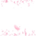 Sakura petals falling down. Romantic pink flowers