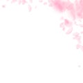 Sakura petals falling down. Romantic pink flowers corner. Flying petals on white square background