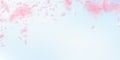 Sakura petals falling down. Romantic pink flowers falling rain. Flying petals on blue sky wide backg