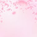 Sakura petals falling down. Romantic pink flowers falling rain. Flying petals on pink square backgro Royalty Free Stock Photo