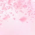 Sakura petals falling down. Romantic pink flowers falling rain. Flying petals on pink square backgro