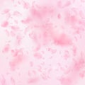 Sakura petals falling down. Romantic pink flowers falling rain. Flying petals on pink square background. Love, romance concept.