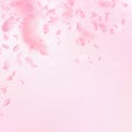 Sakura petals falling down. Romantic pink flowers falling rain. Flying petals on pink square background.