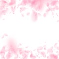 Sakura petals falling down. Romantic pink flowers falling rain. Flying petals on white square backgr Royalty Free Stock Photo