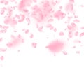 Sakura petals falling down. Romantic pink flowers falling rain. Flying petals on white square backgr Royalty Free Stock Photo