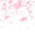 Sakura petals falling down. Romantic pink flowers falling rain. Flying petals on white square backgr Royalty Free Stock Photo