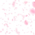 Sakura petals falling down. Romantic pink flowers falling rain. Flying petals on white square backgr Royalty Free Stock Photo