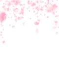 Sakura petals falling down. Romantic pink flowers falling rain. Flying petals on white square backgr Royalty Free Stock Photo