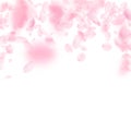 Sakura petals falling down. Romantic pink flowers falling rain. Flying petals on white square backgr Royalty Free Stock Photo