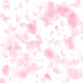 Sakura petals falling down. Romantic pink flowers falling rain. Flying petals on white square background. Royalty Free Stock Photo