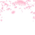 Sakura petals falling down. Romantic pink flowers falling rain. Flying petals on white square backgr Royalty Free Stock Photo