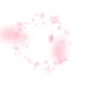 Sakura petals falling down. Romantic pink flowers