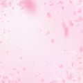 Sakura petals falling down. Romantic pink flowers vignette. Flying petals on pink square background