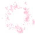 Sakura petals falling down. Romantic pink flowers vignette. Flying petals on white square background