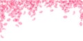 Sakura petals falling down. Romantic pink silky big flowers. Thick flying cherry petals. Wide fallin