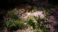 Sakura petals on the ground with a small tulip under the spot sunlight through the shade tree