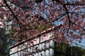 Sakura (pink cherry blossom) in Ueno Park, Tokyo, Japan Royalty Free Stock Photo