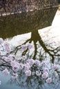 Sakura pink cherry blossoms branches with tree dark shadow background ,the canal or river surrounding Japanese castle wall in Japa