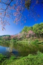 Sakura pink flower Royalty Free Stock Photo