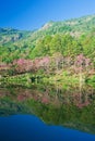 Sakura pink flower Royalty Free Stock Photo