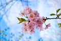 Sakura pink flower Royalty Free Stock Photo