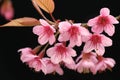Sakura pink flower in thailand.