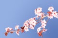 Sakura pink Japanese cherry blossom branch