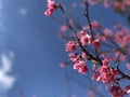 sakura pink Tiger flower blooming Doi Ang Khang.