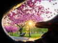 Sakura pink trees in the springtime in London