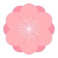 Sakura, plum, apple blossom, flower, isolated. Royalty Free Stock Photo
