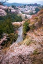Sakura and Road in Autumn at Yoshino Mountain