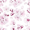 Seamless pattern spring flowers of fruit trees on light background. Royalty Free Stock Photo