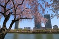 Sakura season, blooming cherry tree on the Seokchon Lake