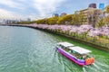 Sakura Season and Sightseeing tour at Osaka Japan